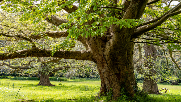A grand chestnut tree in the sunny grounds of Tyntesfield.